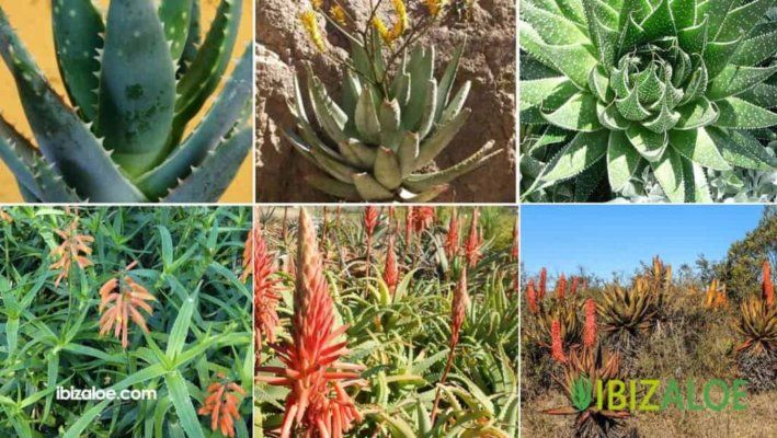 Aloe vera flower. Uses and benefits - IBIZALOE®