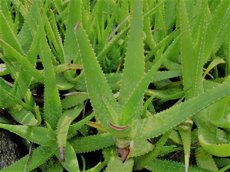planta aloe