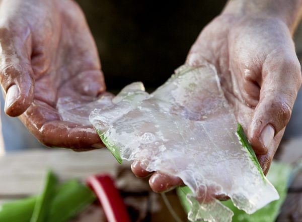 Aloe Vera Kultivierung: Wissen, wie es gemacht wird! - - Ibizaloe