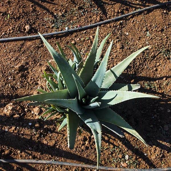 aloe_vera_plant-600x745 aloe_vera_plant-600x745