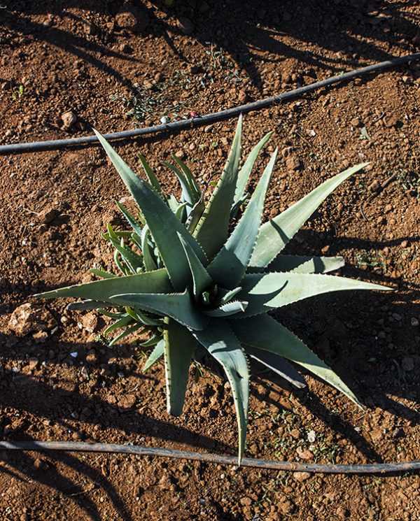 aloe_vera_plant-600x745