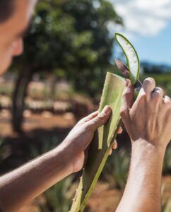 aloe_vera_plant_snijden-600x745