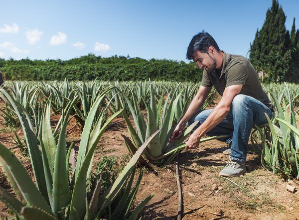 Aloès : planter et cultiver – PagesJaunes