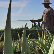 plantacion04 plantacion04