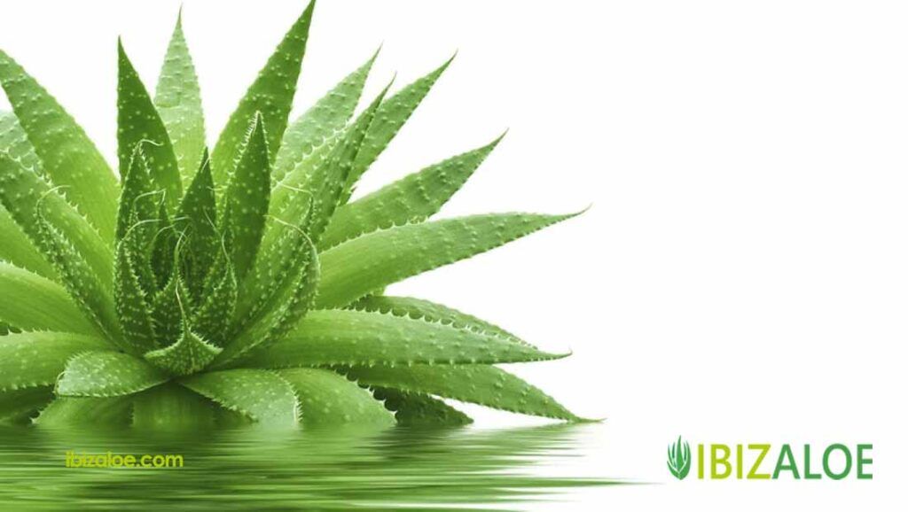 Cuidados para planta aloe vera