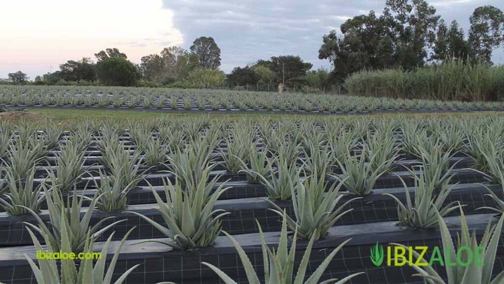 Cuidados para planta aloe vera