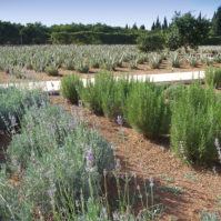 Plantacion_Aloe_dia-2_001 Plantacion_Aloe_dia-2_001