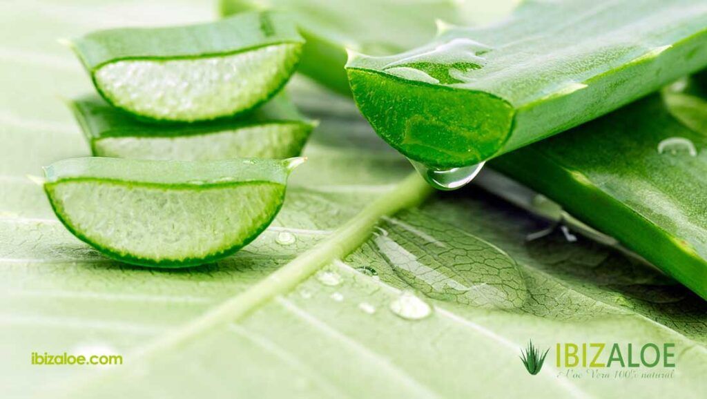 sabila como planta medicinal para que sirve