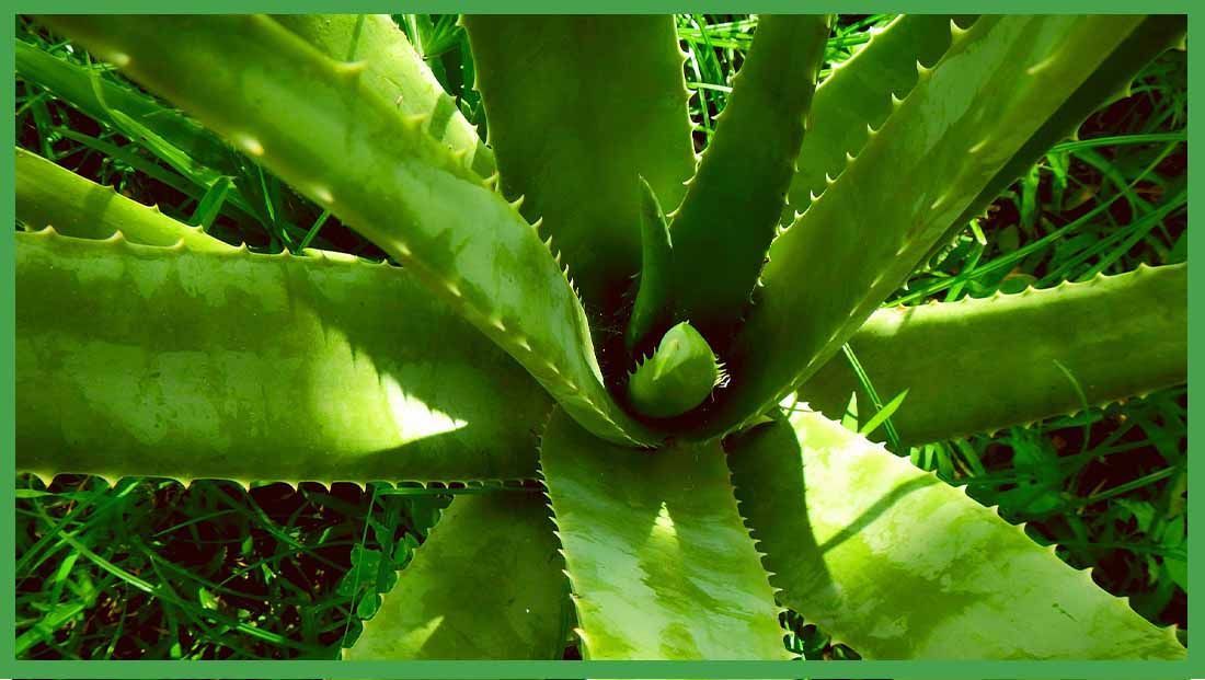 beneficios del aloe vera