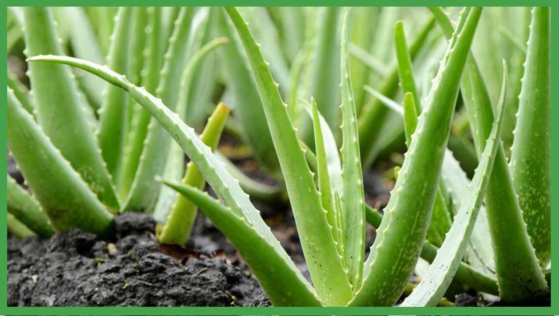 características del aloe vera