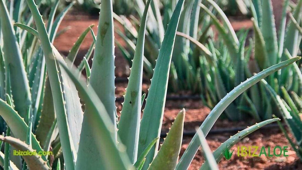 Cuidados para planta aloe vera