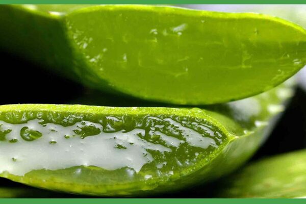 ¿Cuáles son los beneficios del aloe vera? beneficios-del-aloe-vera