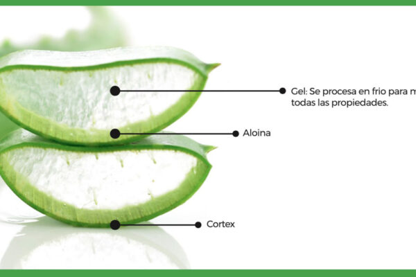 conoce las partes de hoja de aloe vera partes-de-hoja-aloe-vera
