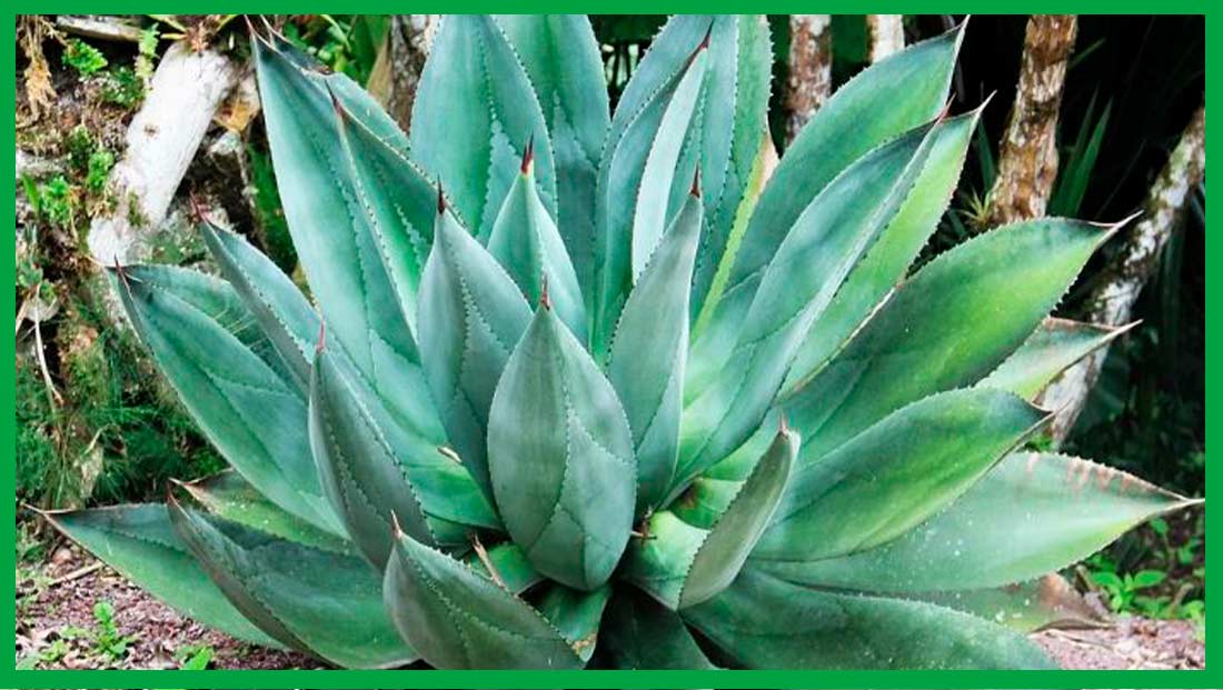 Aloe vera flower. Uses and benefits - IBIZALOE®