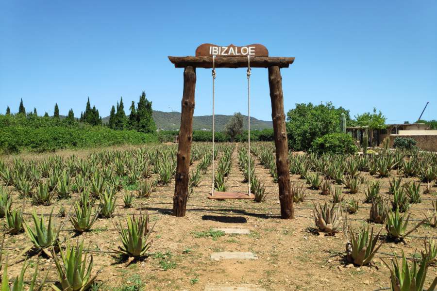 columpio plantacion aloe vera ibizaloe