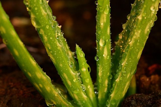What Soil For Aloe Vera Should I Use?