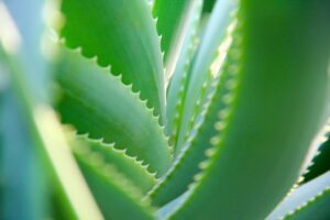 Aloe Vera Blätter kaufen