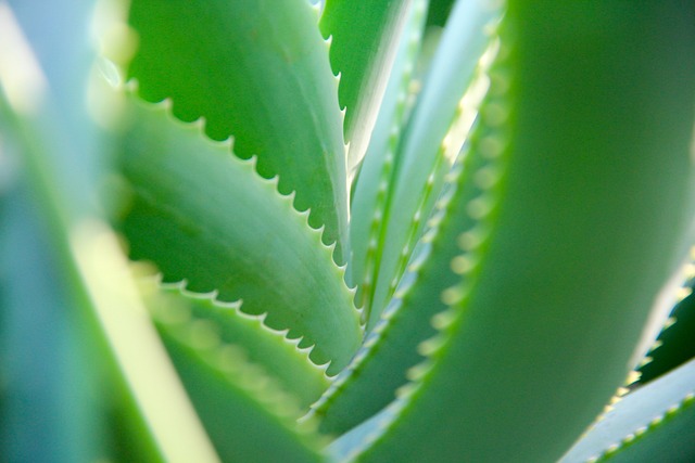 Aloe vera flower. Uses and benefits - IBIZALOE®