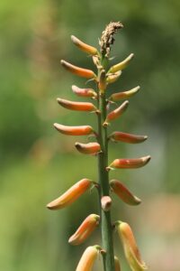 Aloe Vera-Frucht