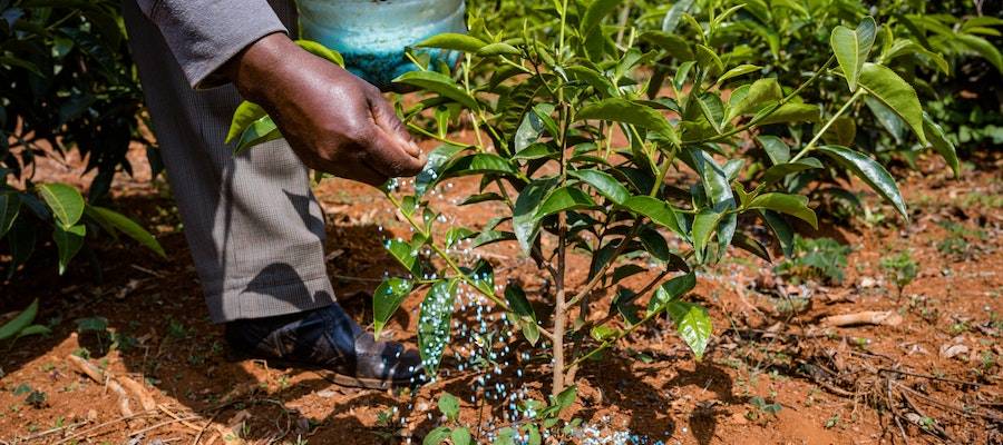 Fertilizante de Aloe Vera: Lo Que Debes Saber