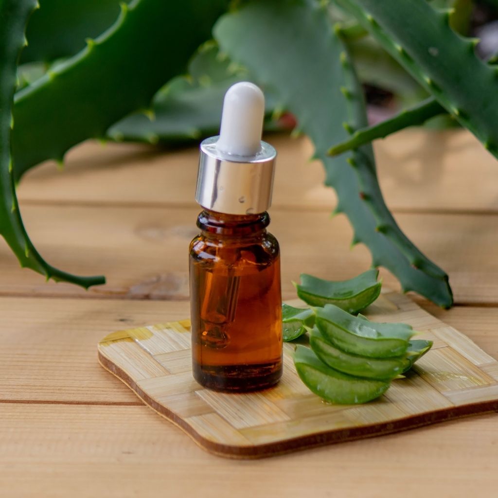 Aloe vera medicinal