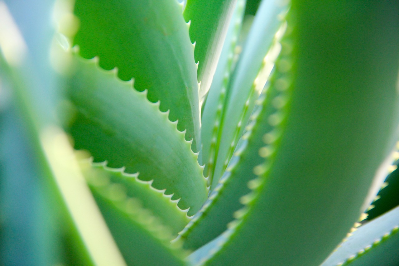 Beneficios de la crema multiusos de aloe vera para tu piel