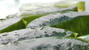 Beneficios del Jugo de Aloe Vera para Beber Salud Natural