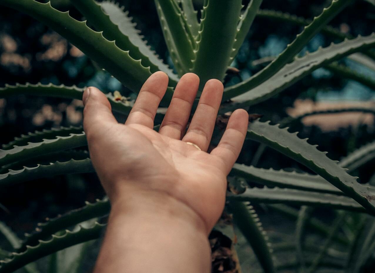 Beneficios del Gel Puro 99% de Aloe Vera