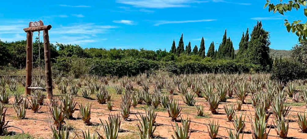 Aloe-vera-Saft: Einnahme und traditionelle Anwendung | Ibizaloe