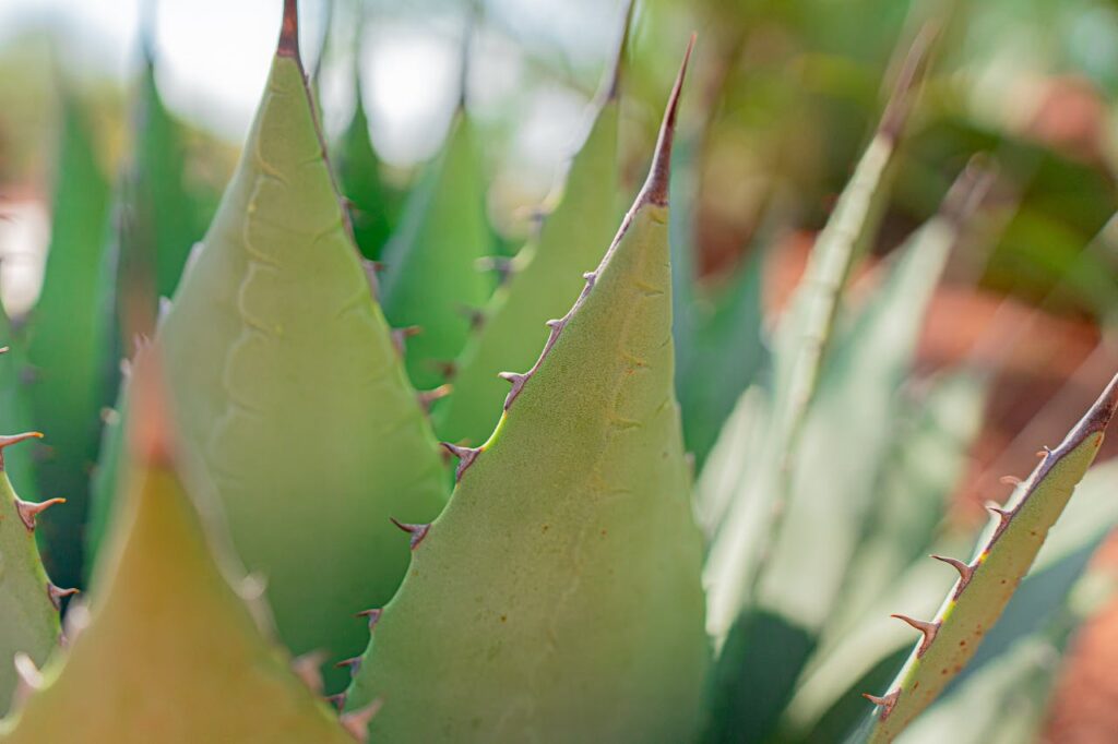 Flor de Aloe Vera beneficios en cosmética natural