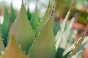 Flor de Aloe Vera beneficios en cosmética natural