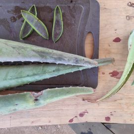 Hoja aloe vera
