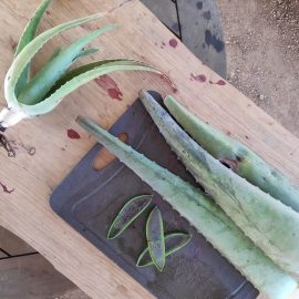 Hoja aloe vera