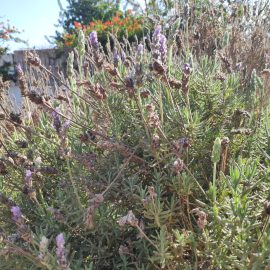 Aromaticas lavanda